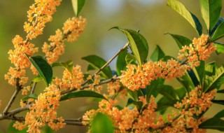 桂花树上可以嫁接其它果树吗 桂花树可以嫁接果树吗?