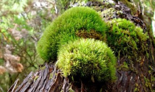 苔藓怎么种植在木头上（苔藓绑木头）