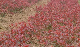 红叶石楠怎么种植 红叶石楠怎么种植绿篱