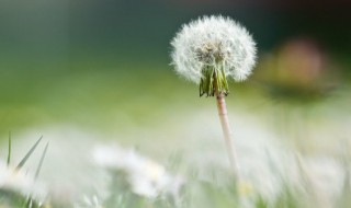 黃花地丁婆婆丁是什么植物（黃花地丁是什么花）