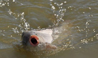 夢到釣到大魚是什么意思 夢到釣到大魚是什么意思女人