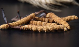 冬蟲夏草是動物還是植物 冬蟲夏草是動物還是植物,為什么