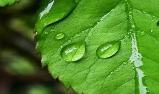 為什么說(shuō)植物也要呼吸（植物為什么要呼吸?植物是怎么呼吸的?）