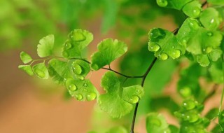 植物为什么会闭花受精（闭花受精的植物）