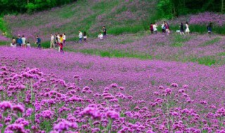 谷里在哪里（谷里在哪里打疫苗）