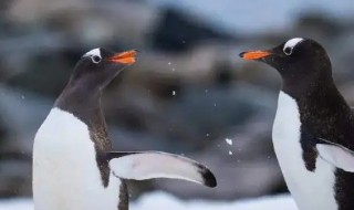 鴕鳥和企鵝為什么不會飛 企鵝和鴕鳥是同一類嗎