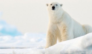 動物的孩子能不能一出生就見到雙親（動物的孩子能不能一出生就見到雙親母親）