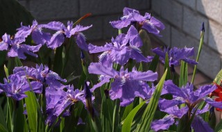 鸢尾花如何种植 德国鸢尾花如何种植