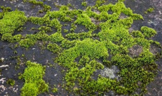 如何去除苔藓（怎样去除苔藓）