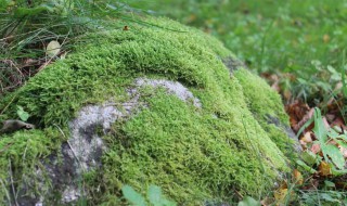 苔藓植物是怎样繁殖的 苔藓是用什么繁殖