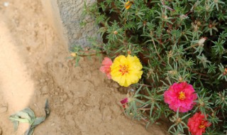 太陽花種子的種植方法（太陽花種子的種植方法和時間視頻）