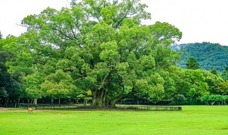 香樟樹的種植方法（香樟樹的種植技術(shù)）