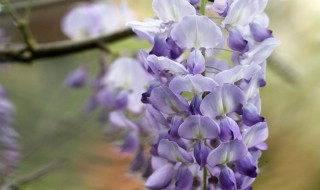 紫藤花種植方法（紫藤花怎么移栽）