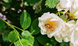 盆栽薔薇花的養(yǎng)殖方法（薔薇花的養(yǎng)植方法）