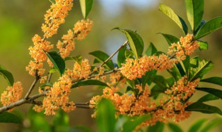 金桂花的養(yǎng)殖方法 金桂花的種植方法