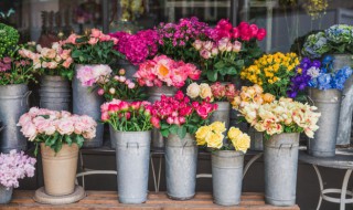 金鱼花吊兰植物室内好养吗 金鱼花吊兰适合养在室内吗