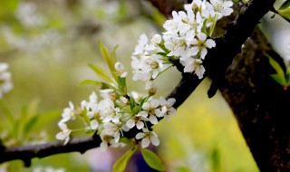 李子樹的花叫什么名字 李子樹的花叫什么花