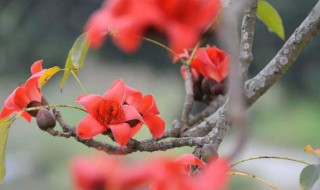 木棉花是完全花還是不完全花 木棉花是完全花嗎