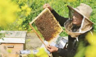 葫芦蜂的养殖方法 葫芦蜂人工养殖技术