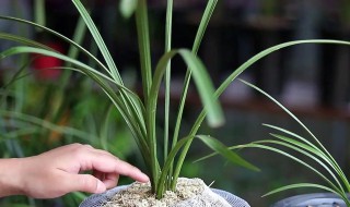 兰花花苞干枯怎么回事 兰花花朵干枯了是怎么回事