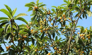 枇杷果树种植方法 枇杷果怎么种植技术