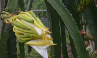 霸王花什么季節(jié)吃好 霸王花吃什么的