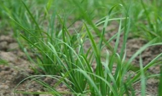 夏季韭菜种植管理注意事项（韭菜秋季移栽注意事项）