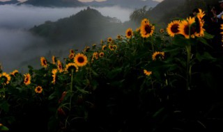 太陽花小苗可以曬太陽嗎（太陽花苗能曬太陽嗎）