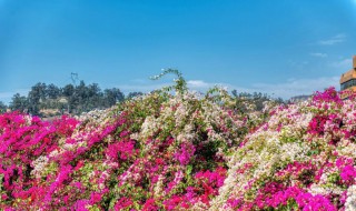 城市以花卉命名的是哪个城市（城市以花卉命名的是哪一个城市）