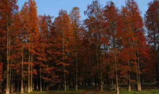 紅松樹種植方法 紅松樹的生長(zhǎng)環(huán)境