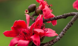 攀枝花市的市花是什么花 攀枝花是哪里的市花