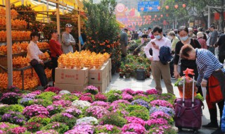 玉兰花是哪个城市的市花（玉兰花哪个城市有）