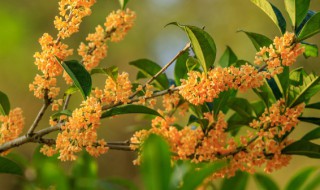 桂花是哪个城市的市花 桂花是哪个城市的市花 南京+武汉