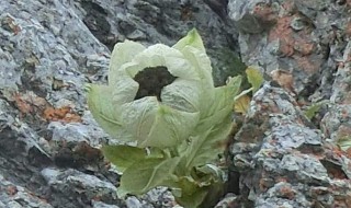 青石山养殖方法（青石山养殖方法施肥）