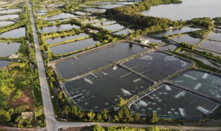 鱼塘雨后浑水好钓鱼吗 下雨后池塘水浑浊能钓鱼吗