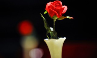玫瑰花一朵多少片花瓣 一朵玫瑰花能有多少玫瑰花瓣
