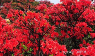 為什么杜鵑花是深圳的市花（深圳有杜鵑花嗎）