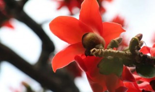 广州市的市花是不是木棉花 木棉花是广州的市花吗