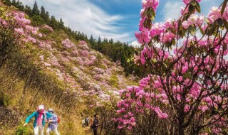 山花節(jié)是哪個民族的節(jié)日?。ɑㄉ焦?jié)是哪個民族的傳統(tǒng)節(jié)日）