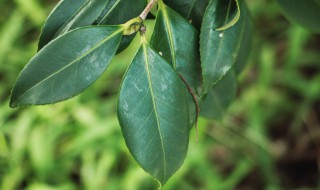 山茶花的叶子打卷了怎么办 移栽山茶花掉叶子打卷