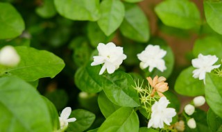 茉莉花茶的茶叶是什么植物的叶子（茉莉花属于什么茶叶）