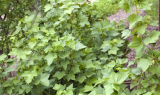 什么花草能放在卧室能吸收烟味（卧室去烟味放什么植物）