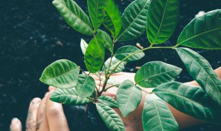 被子植物是不是就是雙子葉植物（被子植物就是雙子葉植物嗎）