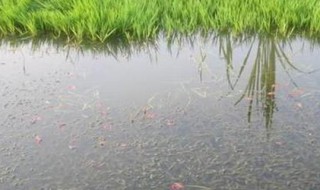 请问有哪些动植物在池塘生活 池塘里的水生植物有哪些