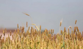 火旺立夏芒種前是什么意思 芒種盛夏始是什么意思