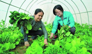 北方种菜立夏能种吗（北方立春后可以种植什么菜）