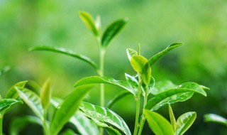 立夏点豆种芝麻前面是什么（清明麻谷雨花立夏点豆种芝麻什么意思）