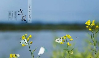 北方立夏能种什么菜 北方夏天能种什么菜