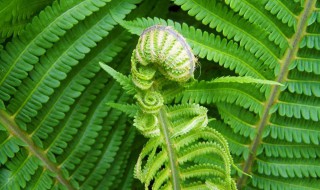 蕨类植物有什么特点（蕨类植物的特点）