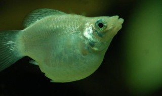 迷你鸚鵡魚(yú)幼崽怎么養(yǎng)（迷你鸚鵡的幼魚(yú)怎么養(yǎng)）